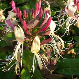 LONICERA PERICL. SEROTINA