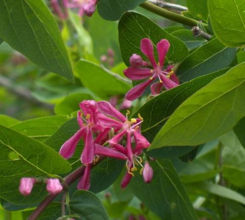 LONICERA TATAR. HACK'S RED