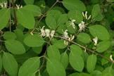 LONICERA XYLOSTEUM