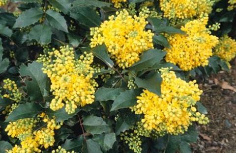 MAHONIA AQ. APOLLO