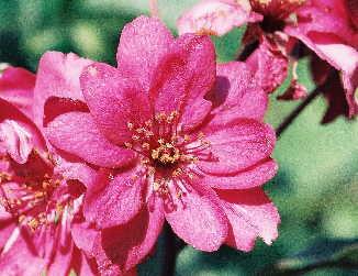 MALUS ALDENHAMENSIS