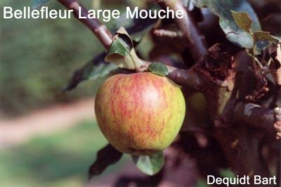 MALUS D. BELLE FLEUR L.MOUCHE-Rgf-Trad