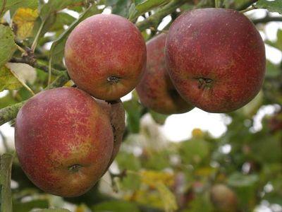 MALUS D. BOSKOOP ROUGE