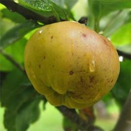 MALUS D. CALVILLE DES PRAIRIES Trad-RGF