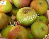 MALUS D. COURT-PENDU Trad-RGF