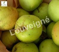 MALUS D. GOLDEN DELICIOUS