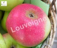 MALUS D. GODIVERT RGF-Gbx