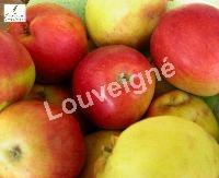 MALUS D. LA PAIX RGF-Gbx