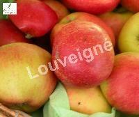 MALUS D. RADOUX RGF-Gbx