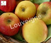 MALUS D. RTTE. DE BLENHEIM RGF-Gbx