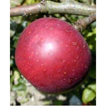 MALUS D. REINETTE DE CHENEE Trad-RGF