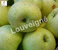 MALUS D. REINETTE EVAGIL RGF-Gblx