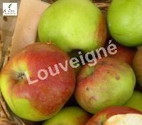 MALUS D. REINETTE DE FRANCE Trad-RGF