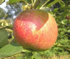 MALUS D. RTTE. DE HERNAUT RGF-Gbx