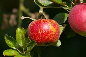 MALUS D. RAMBOUR HIVER