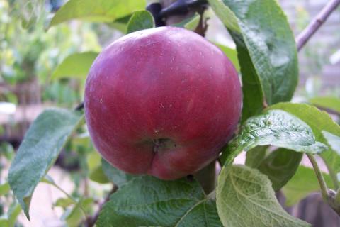 MALUS D. SPARTAN