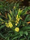 MAHONIA E. SWEET WINTER