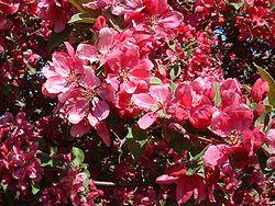 MALUS FLORIBUNDA