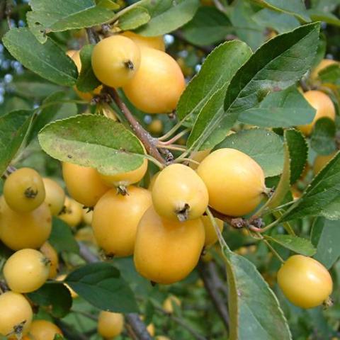 MALUS GOLDEN HORNET