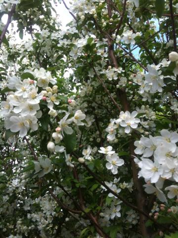 MALUS WHITE ANGEL