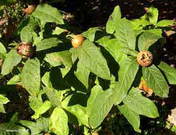 MESPILUS GERMANICA greffé