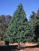 METASEQUOIA GLYPTOSTROBOIDES