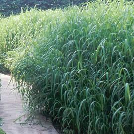 MISCANTHUS FLORIDULUS