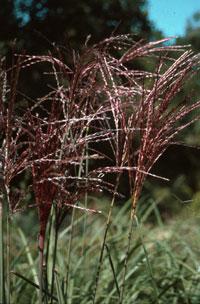 MISCANTHUS SIN. CHINA