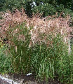 MISCANTHUS SIN. FLAMINGO