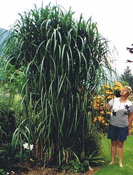 MISCANTHUS SIN.GIGANTEUM