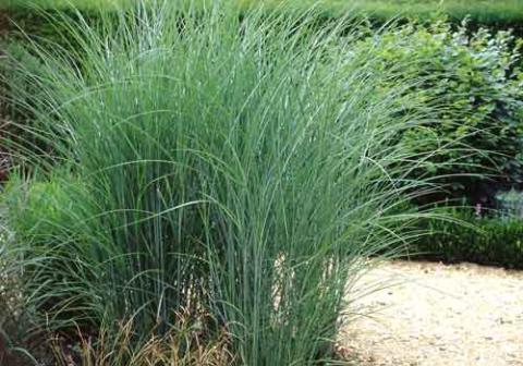 MISCANTHUS S. GRACILLIMUS