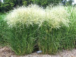 MISCANTHUS S. KLEINE FONTANE