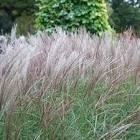 MISCANTHUS S. KLEINE SILBERSPINNE