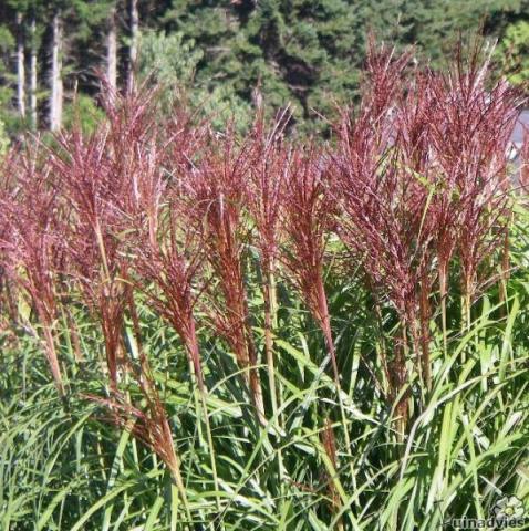 MISCANTHUS SIN. MALEPARTUS