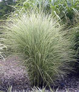 MISCANTHUS S. MORNING LIGHT