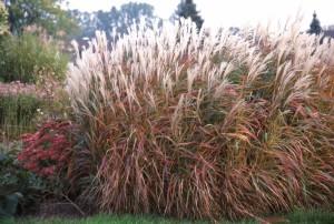 MISCANTHUS S. PURPURASCENS