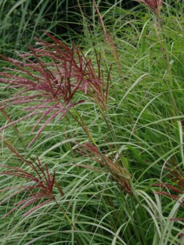 MISCANTHUS SIN. RED CHIEF