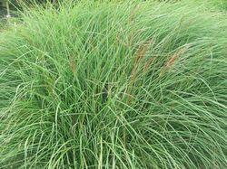 MISCANTHUS SIN. SILBERSPINNE