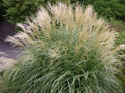 MISCANTHUS S. YAKUSHIMA DWARF