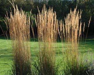 MOLINIA ARUND. KARL FOERSTER