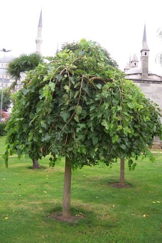 MORUS ALBA PENDULA