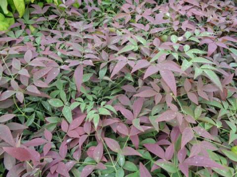 NANDINA DOM. FLIRT ®