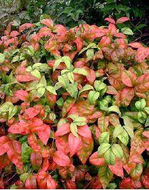 NANDINA DOM. FIREPOWER®