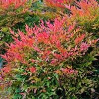 NANDINA DOM. GULF STREAM®