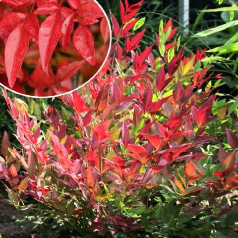 NANDINA DOM. OBSESSED ®