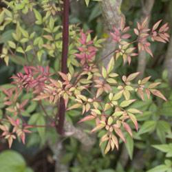 NANDINA DOMESTICA