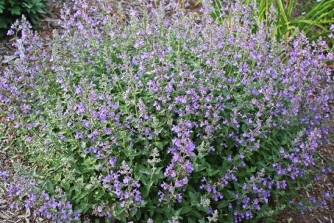 NEPETA FAASSENII