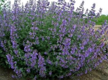 NEPETA F. SIX HILLS GIANT