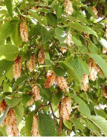 OSTRYA CARPINIFOLIA