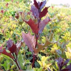 OSMANTHUS H.  PURPUREUS